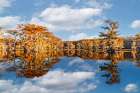 Worlds largest cypress swamp and calm water reflecting blue sky and clouds, Caddo Lake, Texas. Art Print